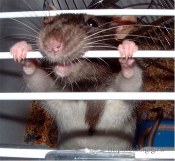 rat2017